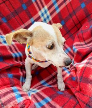 Liliana OR14050-Thw -  Chihuahua Dog for Adoption in Missouri City, Texas - Liliana OR14050-Thw | PetCurious