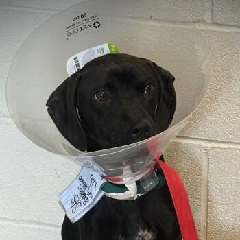 Rescue Great Dane and Black Labrador Retriever Dogs for Adoption in Avon, Ohio - Nibbles | PetCurious