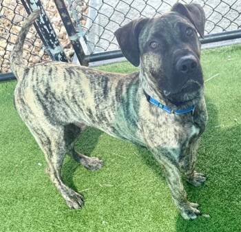 WRIGLEY -  Pit Bull Terrier and Mixed Breed Dog for Adoption in Sarasota, Florida - WRIGLEY | PetCurious