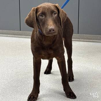 Rescue Labrador Retriever Dogs for Adoption in Washington, District Of Columbia - Ricardo | PetCurious