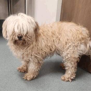Judy -  Maltese Dog for Adoption in Houston, Texas - Judy | PetCurious