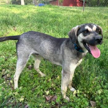 Ralph -  Shepherd and Mixed Breed Dog for Adoption in Milan, Illinois - Ralph | PetCurious