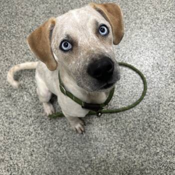 Maverick -  Catahoula Leopard Dog and Mixed Breed Dog for Adoption in Detroit, Michigan - Maverick | PetCurious