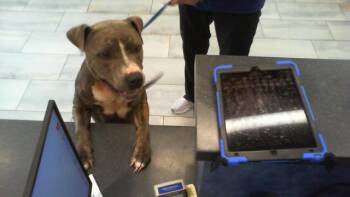 A1269295 -  Pit Bull Terrier Dog for Adoption in Charlotte, North Carolina - A1269295 | PetCurious