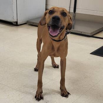 SCFL-Stray-67124 -  Mixed Breed Dog for Adoption in Lake Panasoffkee, Florida - SCFL-Stray-67124 | PetCurious