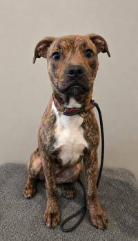 Novella Yrly 277 -  Pit Bull Terrier Dog for Adoption in Sidney, Ohio - Novella Yrly 277 | PetCurious