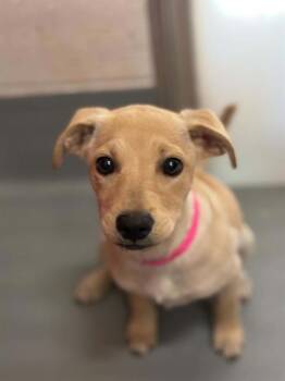 A255374 -  Labrador Retriever and Mixed Breed Dog for Adoption in Visalia, California - A255374 | PetCurious