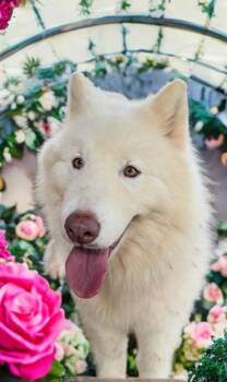 Zeus -  Siberian Husky Dog for Adoption in Sumter, South Carolina - Zeus | PetCurious