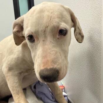 Blanche -  Mixed Breed Dog for Adoption in Abilene, Texas - Blanche | PetCurious