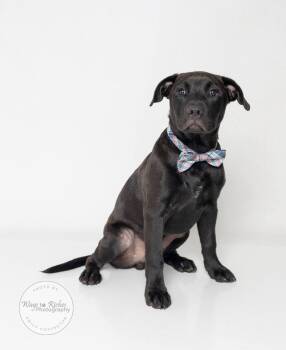Valentino - Val -  Labrador Retriever and Terrier Dog for Adoption in Tuscaloosa, Alabama - Valentino - Val | PetCurious