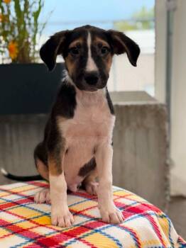 Toy Story Litter - Slinky Dog -  Mixed Breed Dog for Adoption in Savage, Minnesota - Toy Story Litter - Slinky Dog | PetCurious