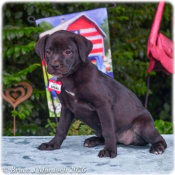Susuka -  Labrador Retriever Dog for Adoption in Wake Forest, North Carolina - Susuka | PetCurious