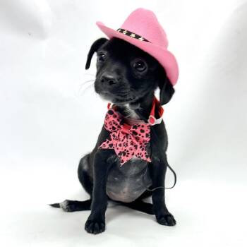 690 (2026) Valentina -  Chihuahua and Mixed Breed Dog for Adoption in Parker, Colorado - 690 (2026) Valentina | PetCurious