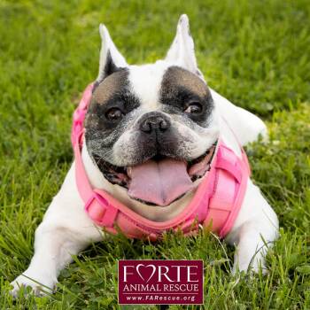 Cookie -  French Bulldog Dog for Adoption in Marina Del Rey, California - Cookie | PetCurious