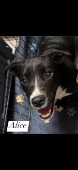 Black Labrador Retriever and Mixed Breed Dogs Available for Adoption - Alice | PetCurious
