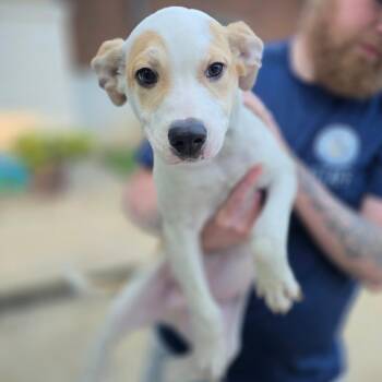Moose -  Labrador Retriever and Mixed Breed Dog for Adoption in West Point, Mississippi - Moose | PetCurious