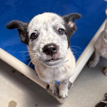 Tori -  Cattle Dog and Mixed Breed Dog for Adoption in Goleta, California - Tori | PetCurious