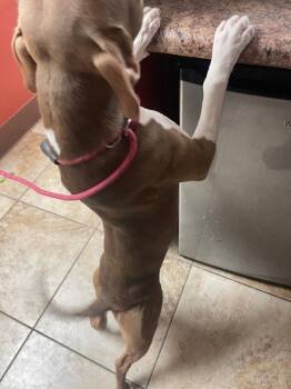 Stormi -  Mixed Breed Dog for Adoption in Cincinnati, Ohio - Stormi | PetCurious
