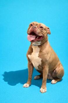 Mixed Breed Dogs Available for Adoption in Jacksonville, Florida - BARKSHIP TROOPER | PetCurious