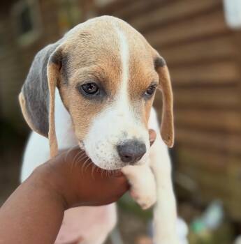 Ashlyn -  Beagle and Hound Dog for Adoption in Raleigh, North Carolina - Ashlyn | PetCurious