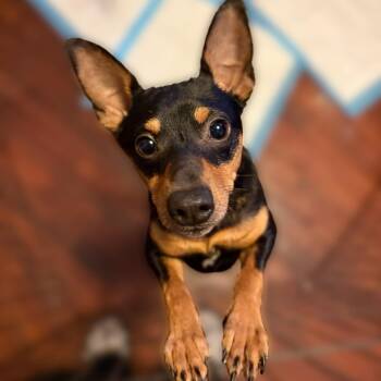 Rescue Chihuahua Dogs for Adoption in Blacksburg, Virginia - Buddy | PetCurious