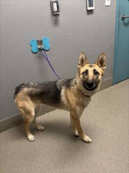 Rescue German Shepherd Dog Dogs for Adoption in Las Vegas, Nevada - STARBUCKS | PetCurious