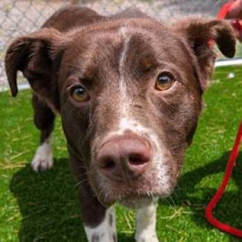 Lars -  Australian Shepherd and Mixed Breed Dog for Adoption in Falls Church, Virginia - Lars | PetCurious