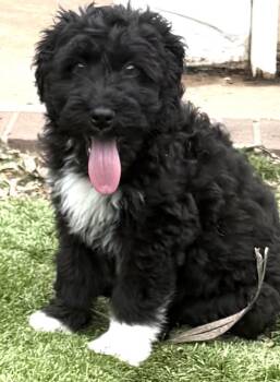 Goldendoodle Dogs Available for Adoption - LEVI | PetCurious