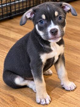 Dori -  Pit Bull Terrier Dog for Adoption in Oxford, Michigan - Dori | PetCurious