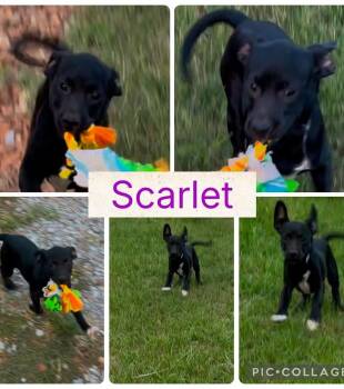 Rescue Terrier Dogs for Adoption in Arundel, Maine - Scarlet - In Maine | PetCurious