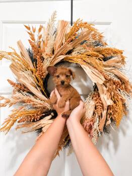 Pear -  Terrier Dog for Adoption in Goodyear, Arizona - Pear | PetCurious