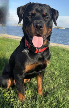 Rescue Rottweiler Dogs for Adoption in Tampa, Florida - Romeo - M | PetCurious