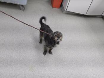 BULLIE -  Chihuahua and Yorkshire Terrier Dog for Adoption in Omaha, Nebraska - BULLIE | PetCurious