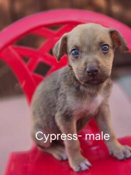 Cypress -  Belgian Shepherd Malinois and Mixed Breed Dog for Adoption in Tracy, California - Cypress | PetCurious