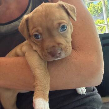 Butter -  Pit Bull Terrier and Cattle Dog Dog Available for Adoption in Los Angeles, California - Butter | PetCurious