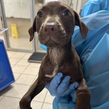 Pit Bull Terrier Dogs Available for Adoption in Birmingham, Alabama - Greenley | PetCurious