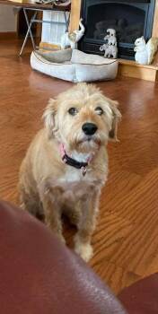 Wheaten Terrier Dogs Available for Adoption - Princess | PetCurious