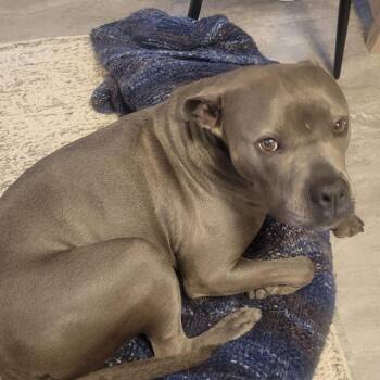Sawyer -  Pit Bull Terrier Dog for Adoption in Ferndale, Washington - Sawyer | PetCurious
