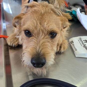 Teddy -  Terrier and Mixed Breed Dog for Adoption in Chapel Hill, North Carolina - Teddy | PetCurious
