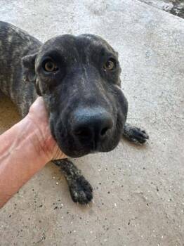 Rescue Pit Bull Terrier and Mixed Breed Dogs for Adoption in El Paso, Texas - Penny* | PetCurious