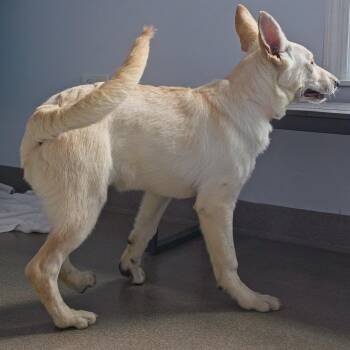 White German Shepherd Dogs Available for Adoption in South Elgin, Illinois - Song | PetCurious