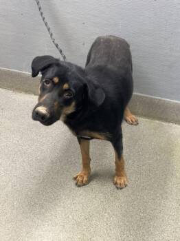 Rottweiler and Mixed Breed Dogs Available for Adoption in Las Vegas, Nevada - MIRANDA | PetCurious