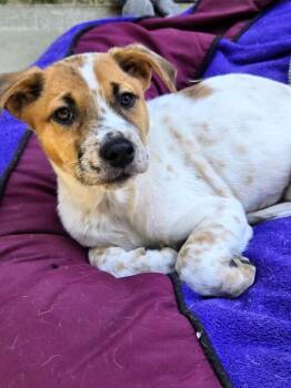 Millie -  Australian Cattle Dog Blue Heeler and Mixed Breed Dog for Adoption in Evergreen, Colorado - Millie | PetCurious