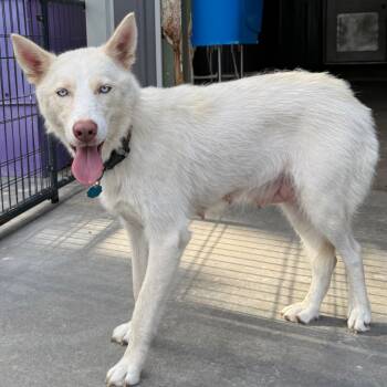 Rescue Husky Dogs for Adoption in Eufaula, Oklahoma - Anya | PetCurious