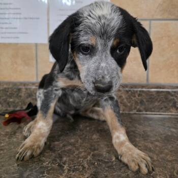 Cattle Dog and Mixed Breed Dogs Available for Adoption in Eureka Springs, Arkansas - Pup Cup | PetCurious