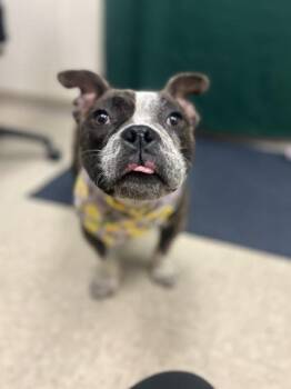 Starfish -  Mixed Breed Dog for Adoption in Hamilton, Ohio - Starfish | PetCurious