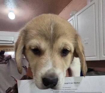 Retriever Dogs Available for Adoption in Thompson Falls, Montana - Sedrick | PetCurious