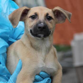 German Shepherd Dog and Terrier Dogs Available for Adoption in Lemont, Illinois - Phenix | PetCurious