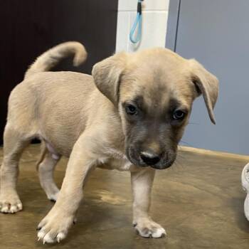 260725K216 Barry -  Mixed Breed Dog for Adoption in Enterprise, Alabama - 260725K216 Barry | PetCurious