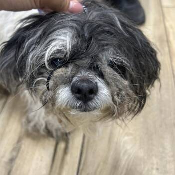 Shih Tzu Dogs Available for Adoption in Newark, New Jersey - AHNJ-Stray-119617 | PetCurious
